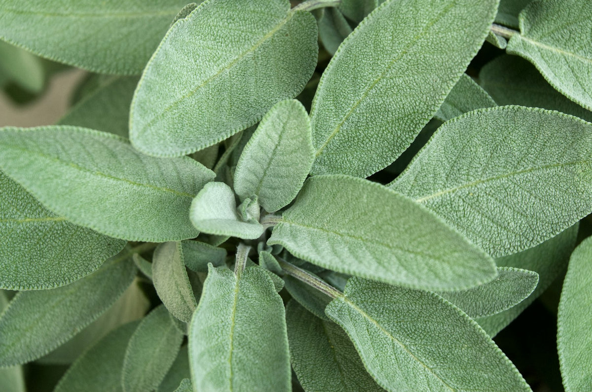 Hojas de salvia en tono verde claro